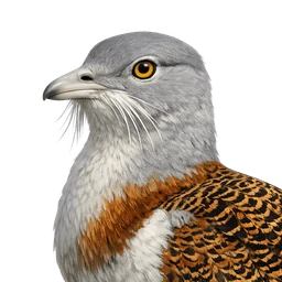 Great Bustard, profile