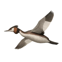 Great Crested Grebe, in flight
