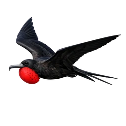 Great Frigatebird, in flight