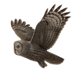 Great Gray Owl, in flight