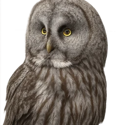 Great Gray Owl, profile