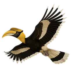 Great Hornbill, in flight