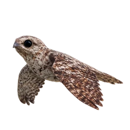 Great Potoo, in flight