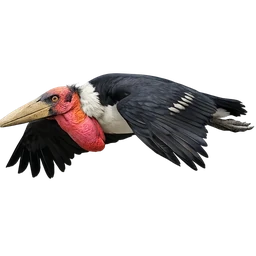Greater Adjutant, in flight