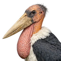 Greater Adjutant, profile