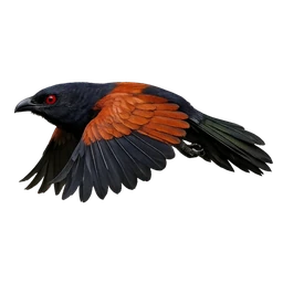 Greater Coucal, in flight