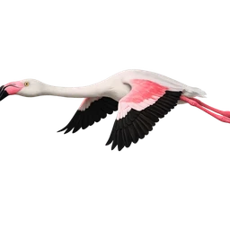Greater Flamingo, in flight