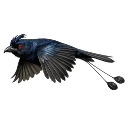 Greater Racket-tailed Drongo, in flight
