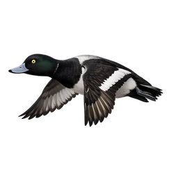 Greater Scaup, in flight