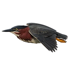 Green Heron, in flight