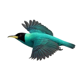 Green Honeycreeper, in flight