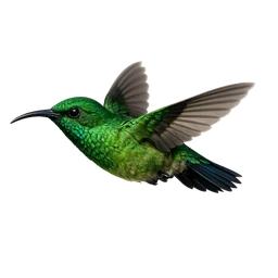 Green Mango, in flight