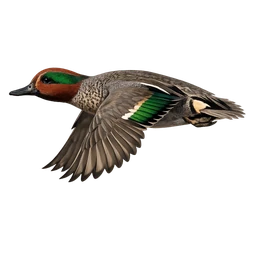 Green-winged Teal, in flight