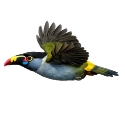 Grey-breasted Mountain Toucan, in flight