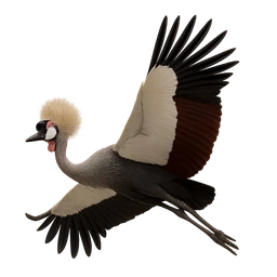 Grey Crowned Crane, in flight