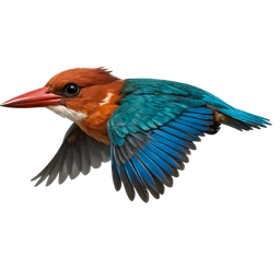 Guam Kingfisher, in flight