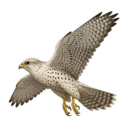 Gyrfalcon, in flight