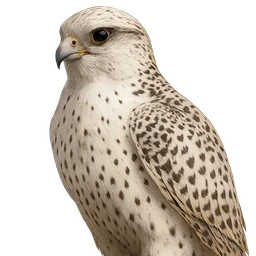 Gyrfalcon, profile