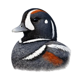 Harlequin Duck, profile