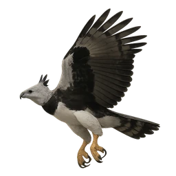 Harpij (Harpy Eagle), in vlucht, eerdere afbeelding (opent op volledige grootte)