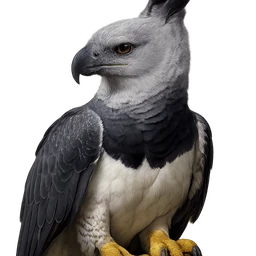Harpy Eagle, profile