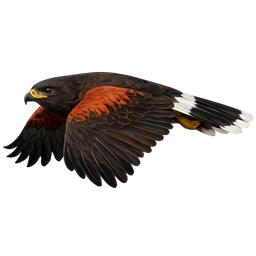 Harris's Hawk, in flight