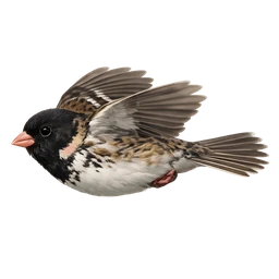 Harris's Sparrow, in flight