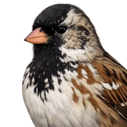 Harris's Sparrow, profile