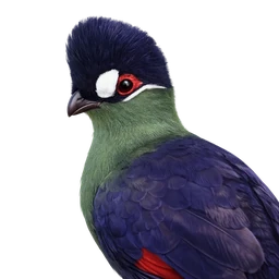 Hartlaub’s Turaco, profile