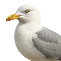 Herring Gull, profile