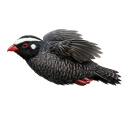 Himalayan Quail, in flight
