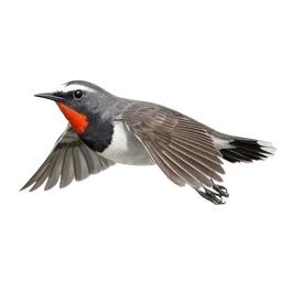 Himalayan Rubythroat, in flight