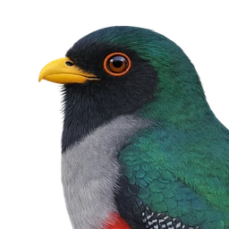 Hispaniolan Trogon, profile