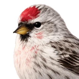 Hoary Redpoll, profile