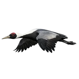 Hooded Crane, in flight