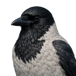 Hooded Crow, profile