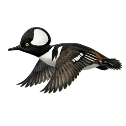 Hooded Merganser, in flight