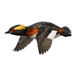 Horned Grebe, in flight
