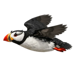 Horned Puffin, in flight