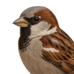 House Sparrow, profile