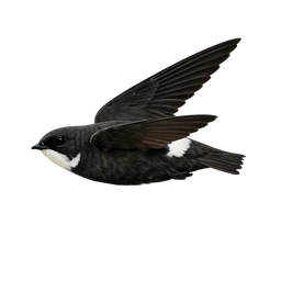 House Swift, in flight