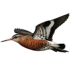 Hudsonian Godwit, in flight