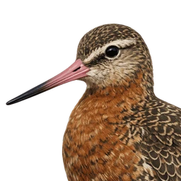 Hudsonian Godwit, profile