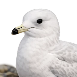 Iceland Gull, profile