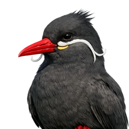 Inca Tern, profile