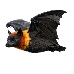 Indian Flying Fox, in flight