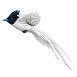 Indian Paradise-Flycatcher, in flight
