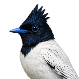 Indian Paradise-Flycatcher, profile