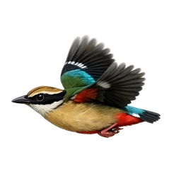 Indian Pitta, in flight