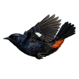 Indian Robin, in flight